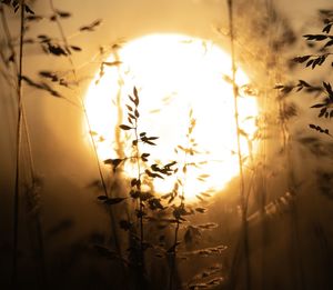 Close-up of silhouette plants against sky during sunset