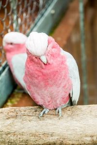 Close-up of a bird perching on wood