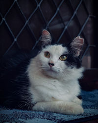 Close-up portrait of a cat looking away