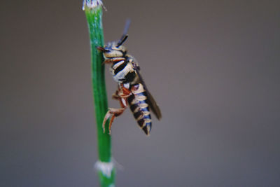 Close-up of insect on plant