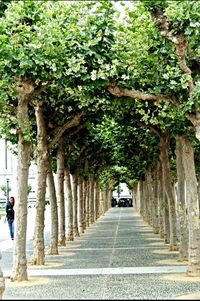 Treelined road along trees