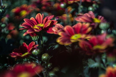 Close-up of pink flowering plants