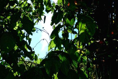 Low angle view of trees