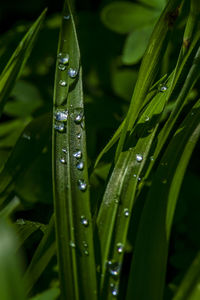 Close-up of water drops on blade of grass