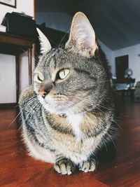 Close-up of cat lying on hardwood floor at home