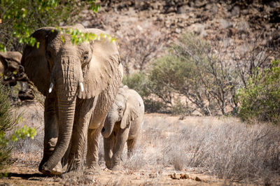 Desert elephant and calf walking in the desert in damaraland namibia