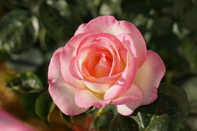 Blooming princesse de monaco rose