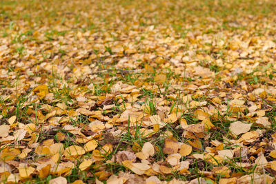 Full frame shot of autumn leaves on field