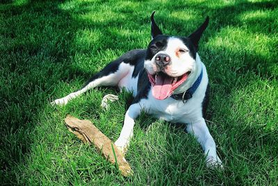 Portrait of dog lying down in grass