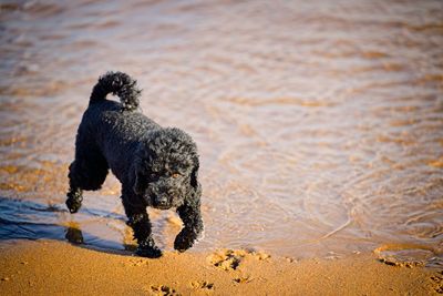 Dogs running on beach