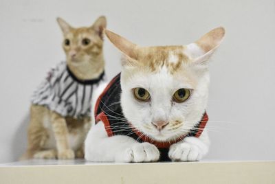 Close-up portrait of cat looking at camera