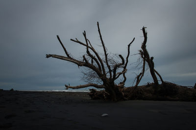 Driftwood on beach against sky