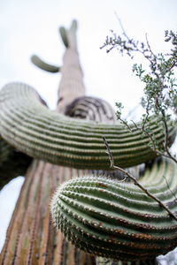 Close-up of cactus plant against sky