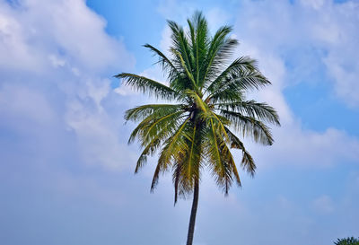 Low angle view of palm tree against sky