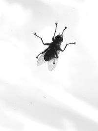 Close-up of insect on white background