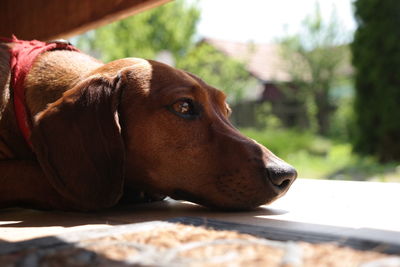 Close-up of dachshund relaxing on floor