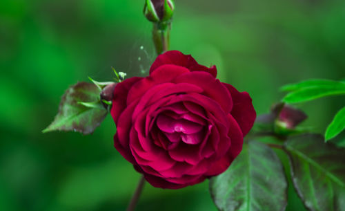 Close-up of red rose