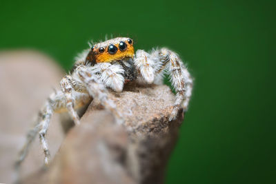 Close-up of spider