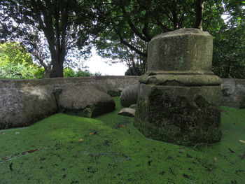 Close-up of stone wall against trees