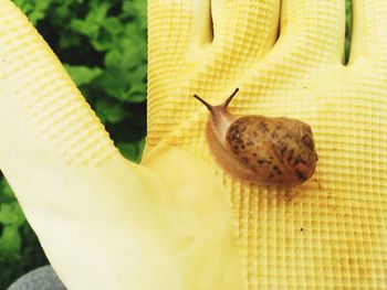 Close-up of snail on yellow flower