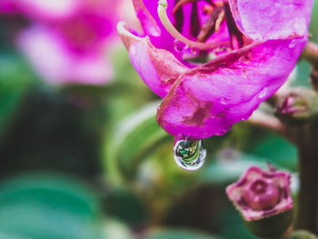 Close-up of wet flower