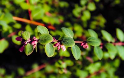 Close-up of flowering plant leaves