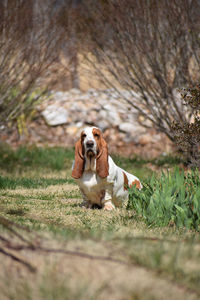 Dog sitting on field