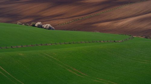 Scenic view of agricultural field