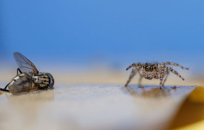 Close-up of spider