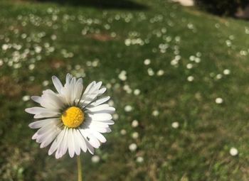 Close-up of white daisy flower