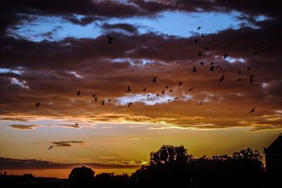 Low angle view of silhouette birds flying in sky