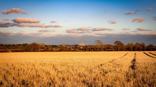 Scenic view of wheat field against sky