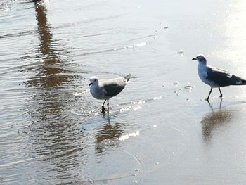 Seagulls on beach