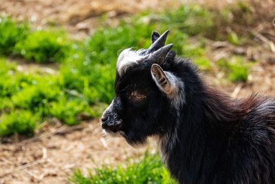 Close-up of a horse