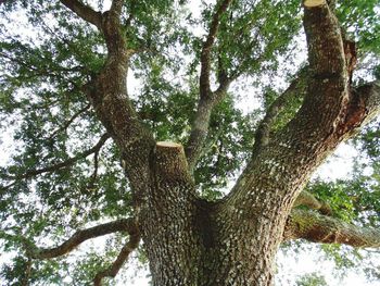 Low angle view of tree against sky