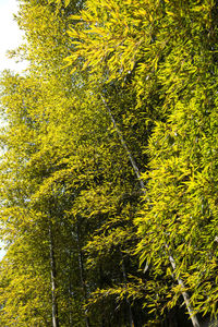 Low angle view of yellow trees in forest