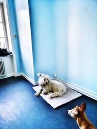High angle view of a dog at home