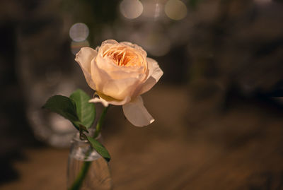 Close-up of rose against blurred background