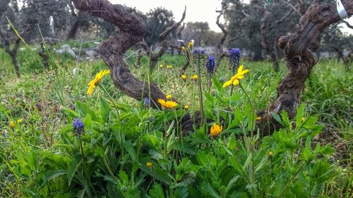 Flowers growing in field