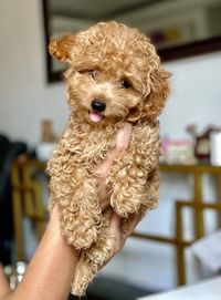 Midsection of person holding small dog