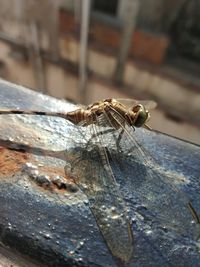 Close-up of fly on wood