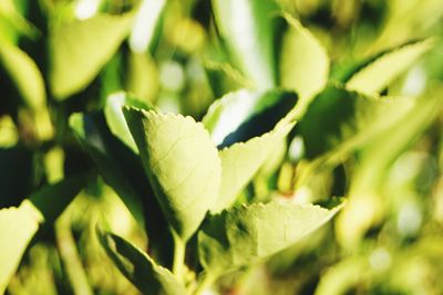 Close-up of plant