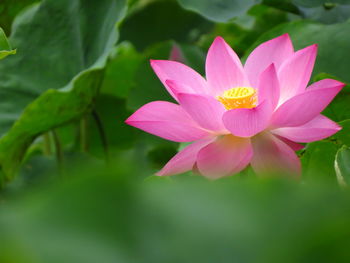 Close-up of lotus  in pond