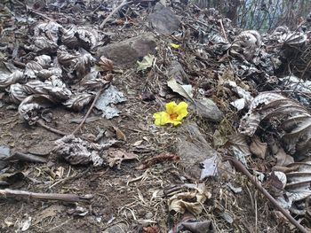 High angle view of yellow flower on field