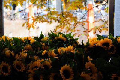 Close-up of yellow flowering plants