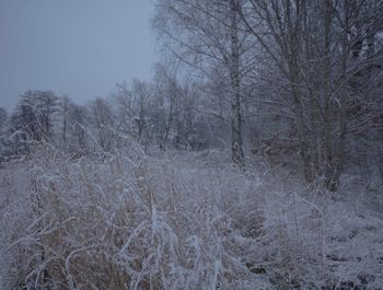 Bare trees on snow covered land