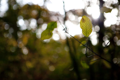 Close-up of tree branch