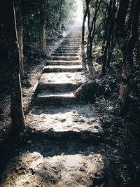 Footpath amidst trees in forest