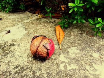 High angle view of pumpkin