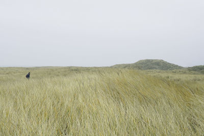 Person on grassy field against sky